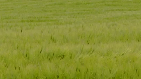Swinging in the wind spikelets of wheat on a wheat field Stock-Footage 91048566