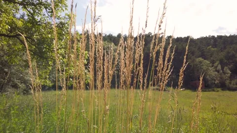 Swinging at the wind summer plants Stock Footage 134606147