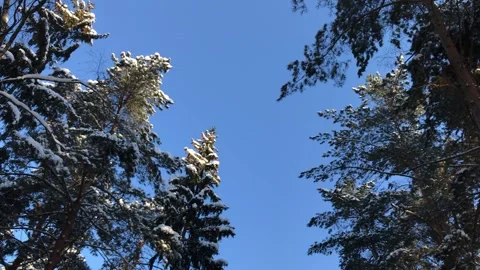 Swinging Winter Trees Background Stock Footage 147980573