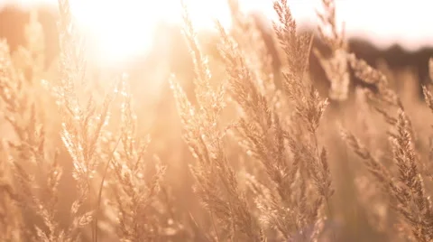 Swinging yellow grass in sunset light Stock Footage 57911447
