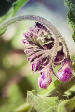 Swirl of Comfrey Close Up Stock Photos
