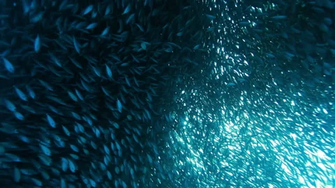 Swirl of fish Stockbeeldmateriaal 160085626