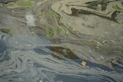 Swirling algae and floating leaves on the surface of the River Witham Stock Photos