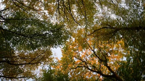 Swirling autumn forest 库存影片 75011193