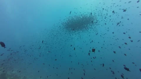 Swirling ball of redtooth triggerfish above reef slope Stock-Footage 327578984