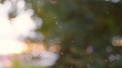Swirling cloud of small insects flying in air near trees Stock Footage 274248414