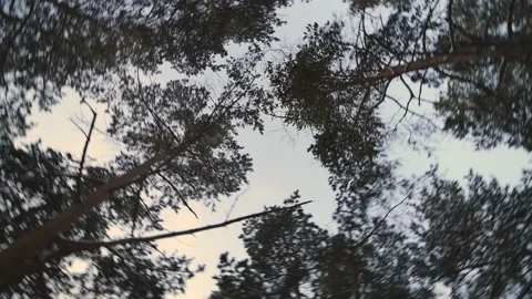 Swirling crowns of trees in the forest in the winter. Dizziness, fatigue Stock Footage 146354417