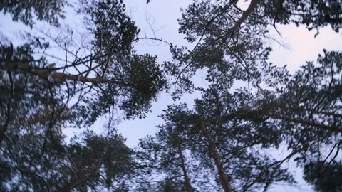 Swirling crowns of trees in the forest in the winter. Dizziness, fatigue Stock Footage 146462216