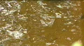 Swirling Currents In The Brown Water Of A Swamp Pond HD Footage