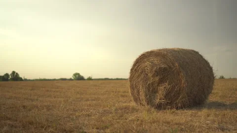 Swirling haystack in a field. Harvesting in the field. Stock Footage 159834686