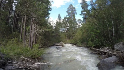 Swirling mountain river flows through the green forest Stock Footage 118601341