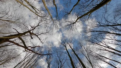 A swirling panoramic view from the ground of tall, leafless tree trunks going up Stock Footage 224251553