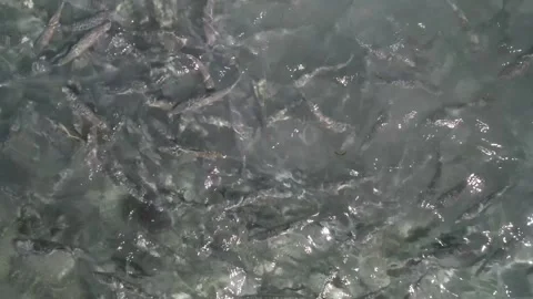 A swirling school of bonefish in clear waters near the surface, aerial view Stock Footage 283642547