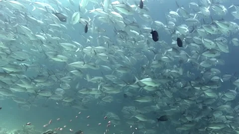 Swirling School of Jacks at Barracuda Point, Sipadan Island Video stock 340586234