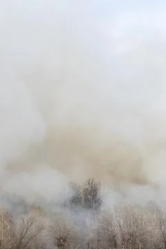 Swirling smoke from a fire in a forest Stock Photos