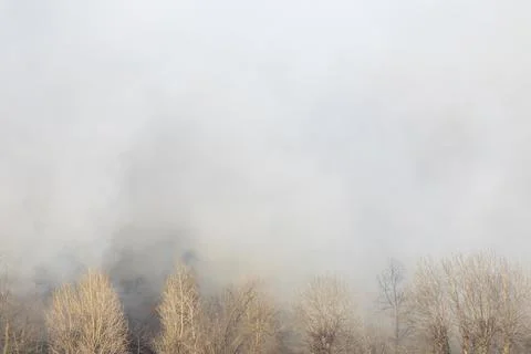 Swirling smoke from a fire in a forest Stock Photos