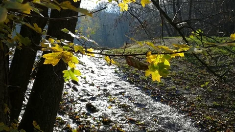 The Swirling Stream Stock Footage 116501695