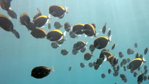 Swirling Symphony of Surgeonfish in Sun-Drenched Tropical Waters Stock Footage 341065082