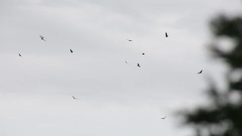 Swirling Turkey Vultures Stock Footage 79666067