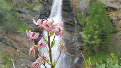 Swiss alpine alpine mountain river waterfall with pretty windy flowers Stock Footage 124232148