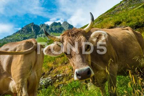 Swiss Alpine Cows on the Mountain Meadow. Stock Photos