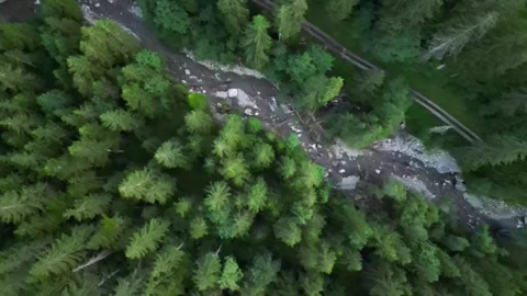 Swiss Alps Forest River Top Down Aerial Drone Shot Stock Footage 322031455