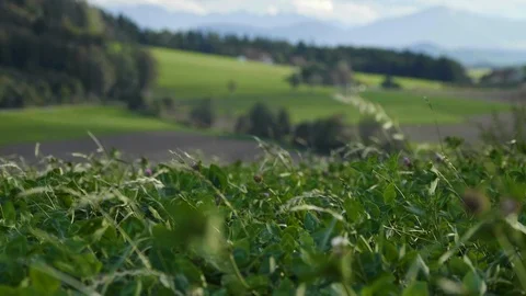 Swiss beautiful landscape Stock Footage 106557464