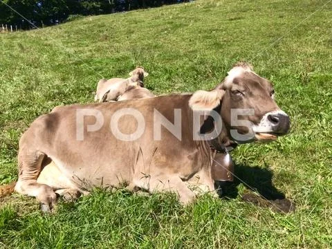 Swiss Brown milk cows in a pasture on Pfaender Mountain Stock Photos