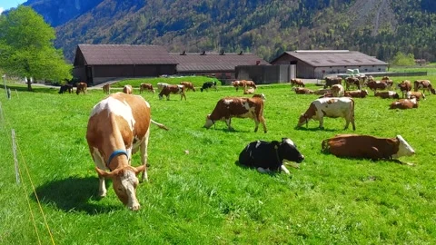 Swiss Chalet with Grazing Cows on Alpine Meadow, Brienz 4K Stock Footage 341279775