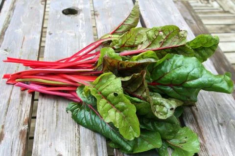 Swiss Chard Stock Photos