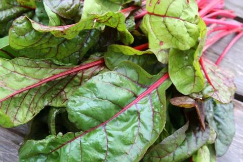 Swiss Chard Stock Photos
