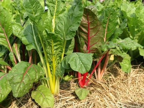 Swiss chard Stock Photos