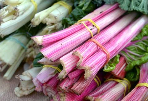 Swiss chard Foto stock