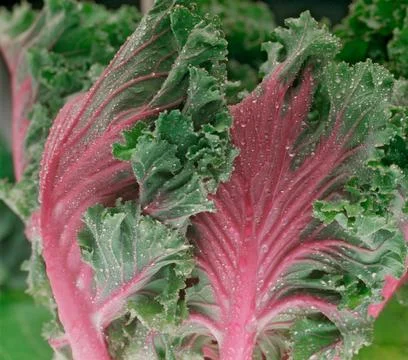 Swiss Chard Stock Photos