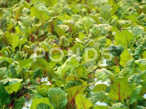 Swiss chard on roof farm Stock Photos