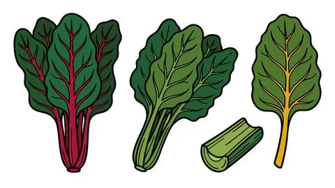 Swiss Chard Vector Illustration Set Stock Illustration
