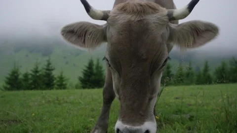 Swiss Cow Stock Footage 72171213