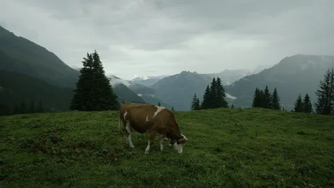 Swiss Cow Stock Footage 117186710