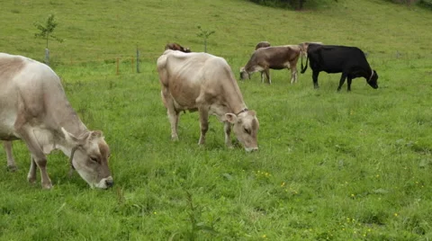 Swiss Cows Vídeo Stock 51875859
