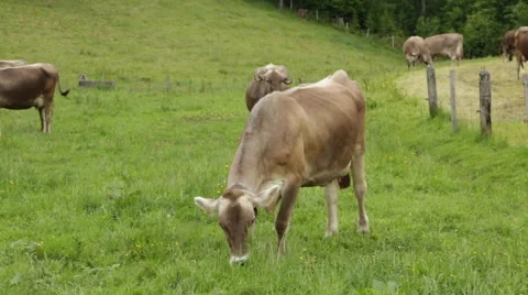 Swiss Cows Vídeo Stock 51875894