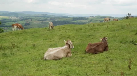 Swiss Cows Vídeo Stock 51875895