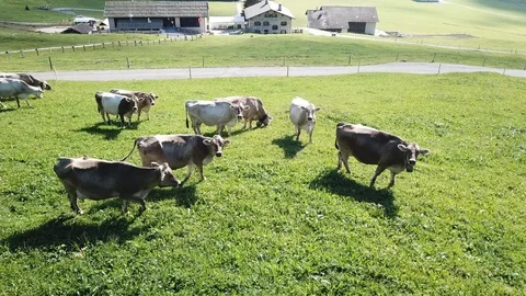 Swiss cows Stock Footage 93320190