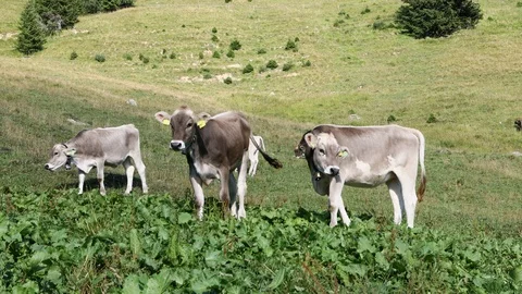 Swiss cows Stock Footage 102369678
