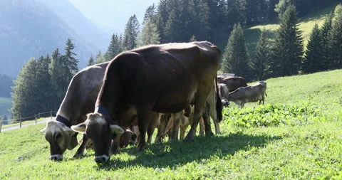 Swiss cows Video stock 136860331