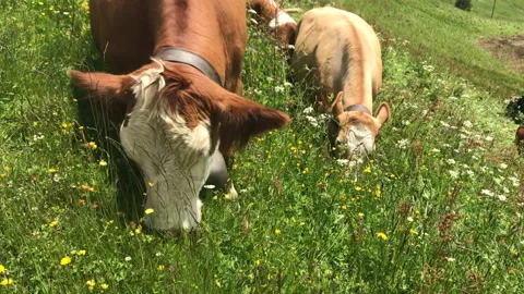 Swiss Cows Stock Footage 145236580
