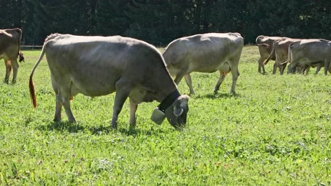 Swiss cows Stock Footage 155075595