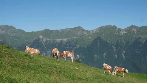 Swiss cows grazing on alpine meadow, Axalp, Switzerland Stock Footage 137901142