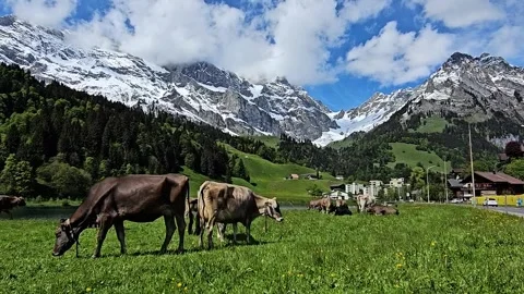 Swiss Cows Grazing in Alpine Meadow in Engelberg Stock Footage 337460342