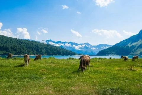 Swiss Cows Stock Photos