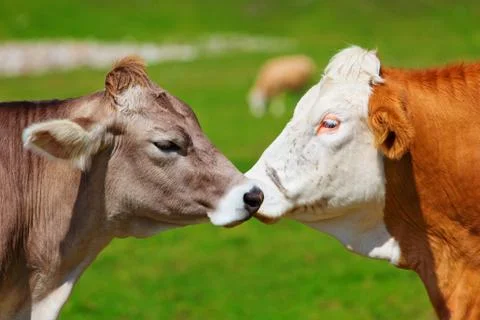 Swiss cows Stock Photos